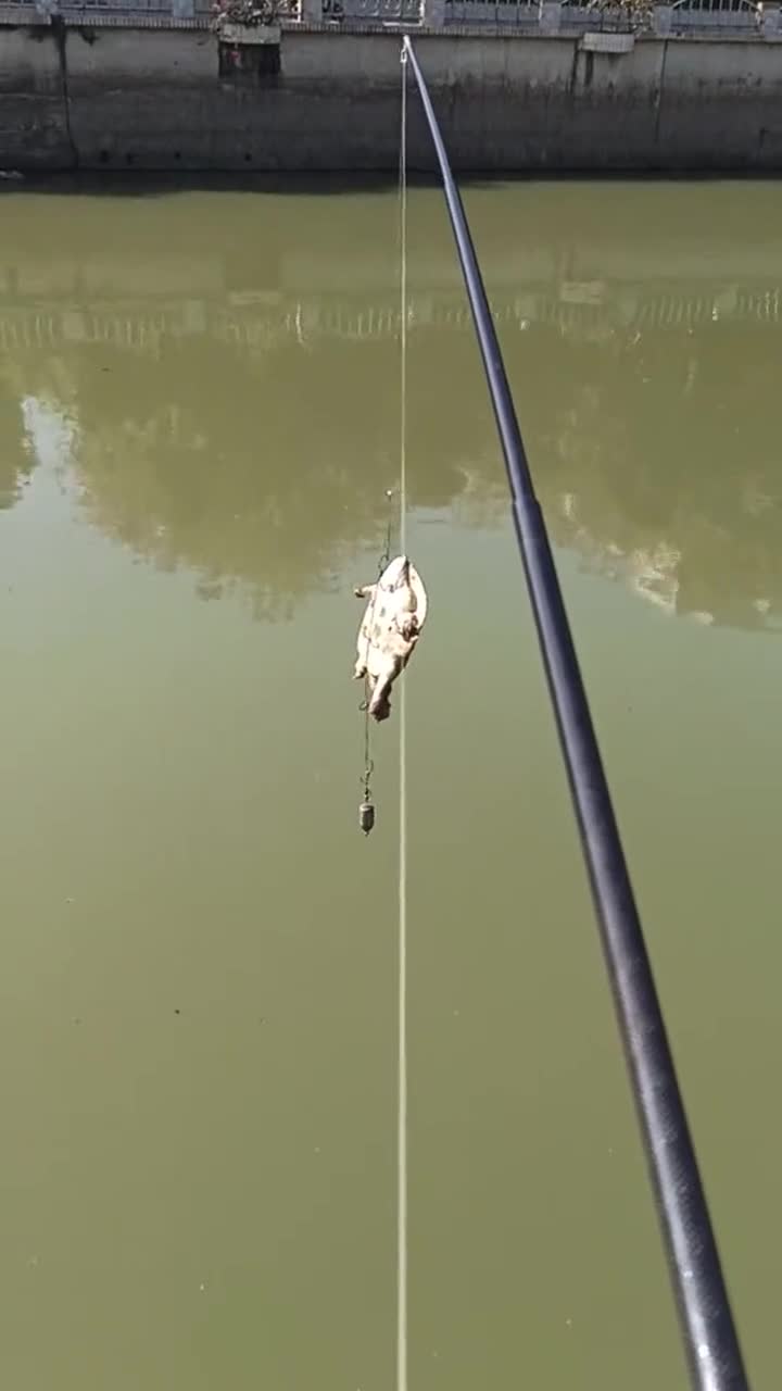 新手上路,甲鱼枪的第一条甲鱼