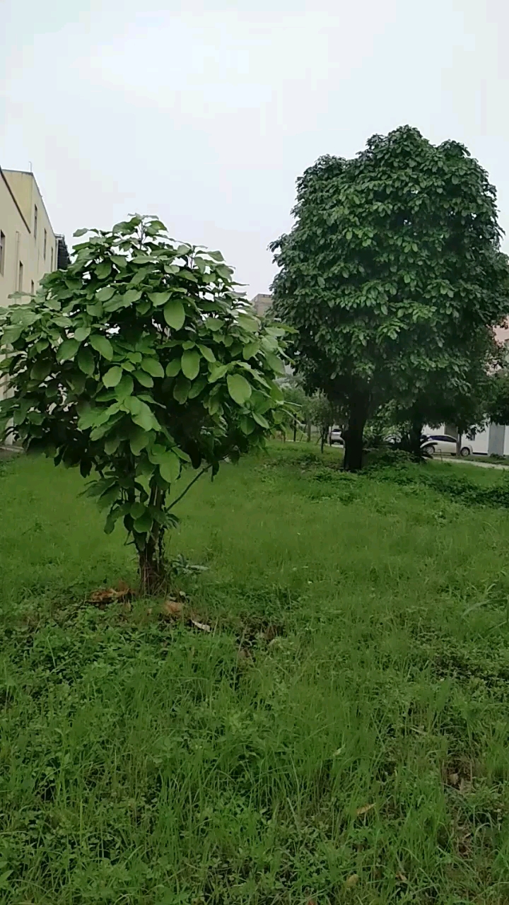 茂盛的六旺树