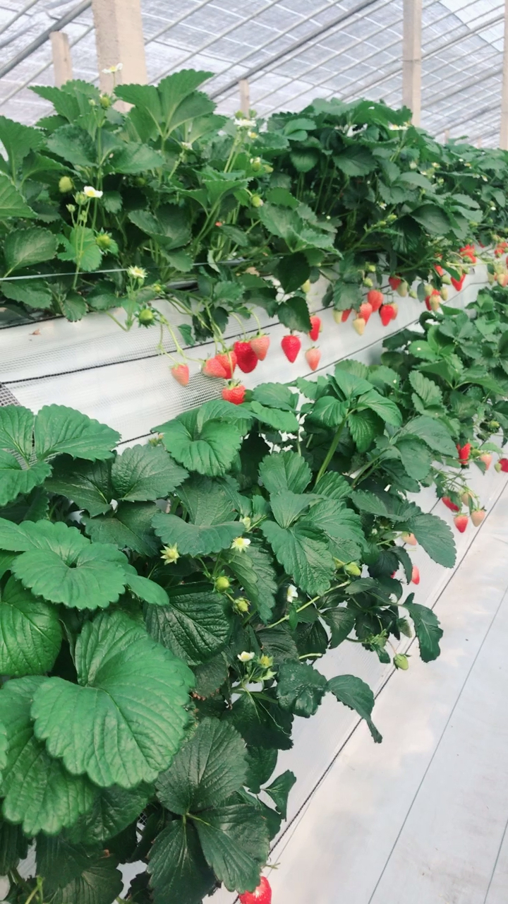 最美人间四月天#aglis高架草莓