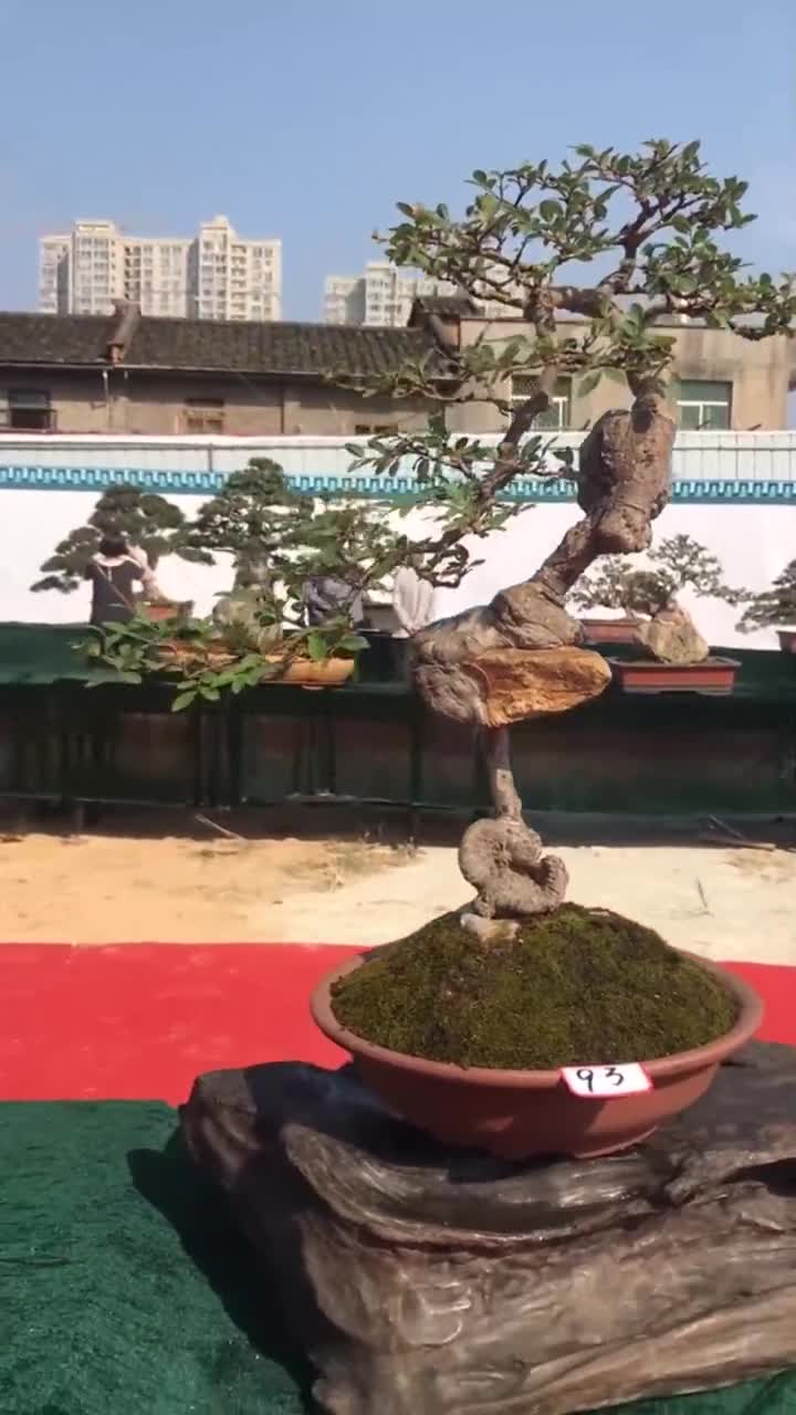 实拍盆景展上的榆树抱石盆景,你们觉得怎么样