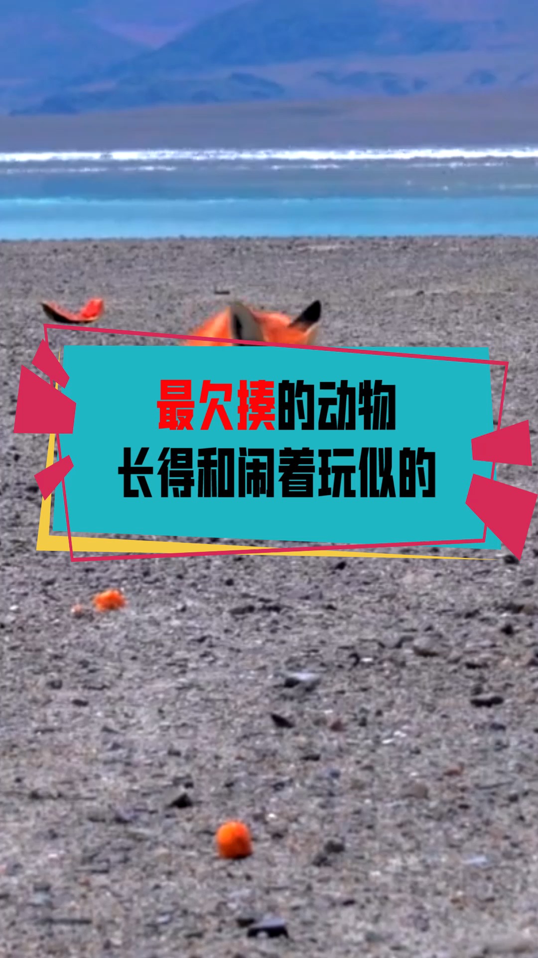 奇闻趣事抢先看#最欠揍的动物,长得和闹着玩似的,见了都想揍他一顿.