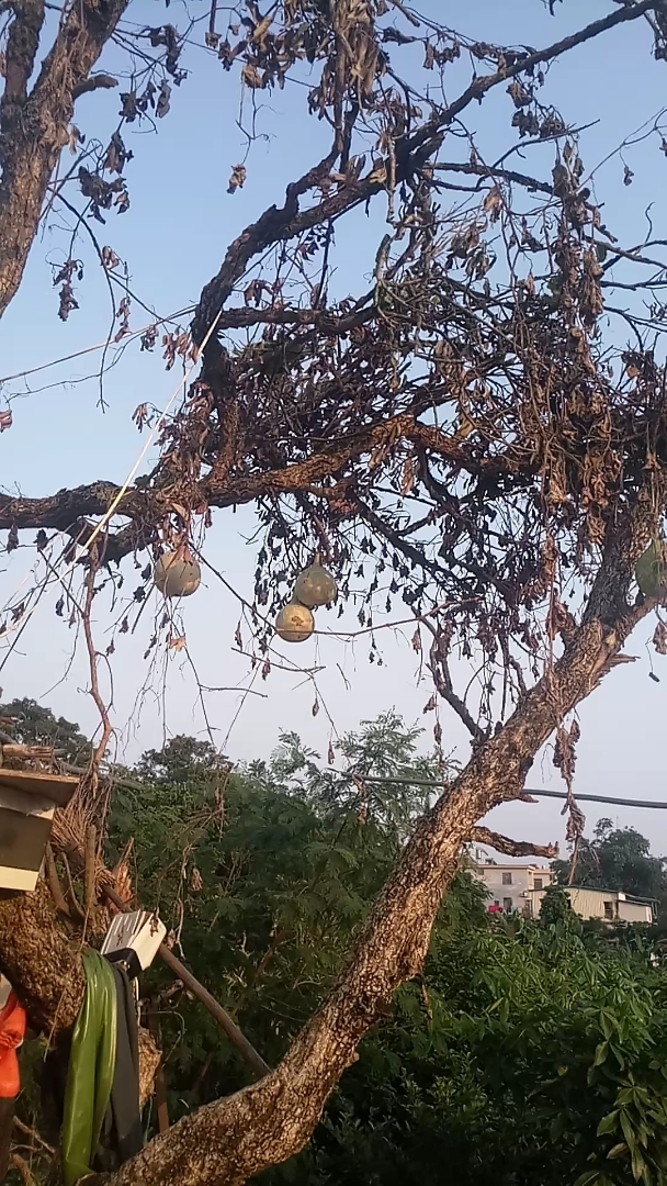 葫芦娃,一根藤上七个瓜