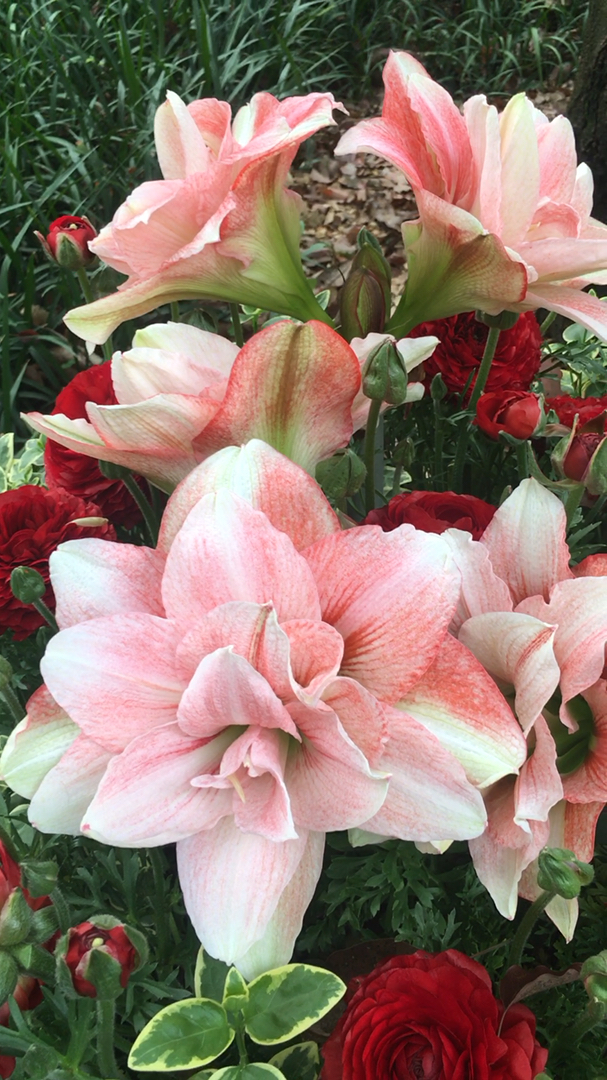 我的小花园#荷兰重瓣朱顶红～粉色荣耀