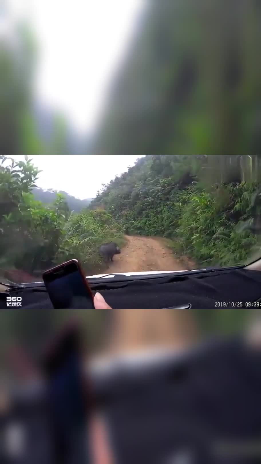 回个老家,野猪来带路,这是要发达了吗