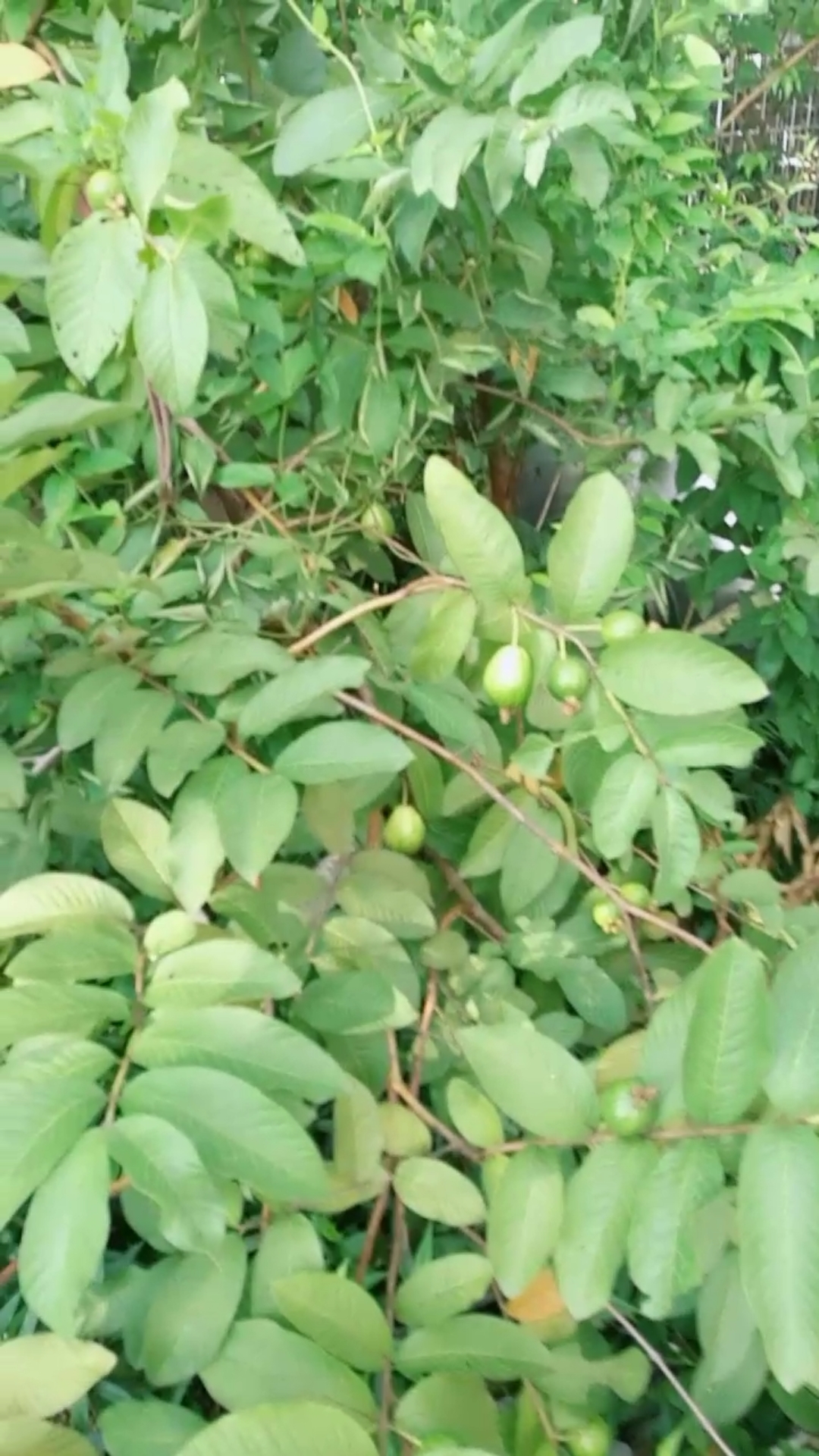 最好净土野生石榴,龙眼