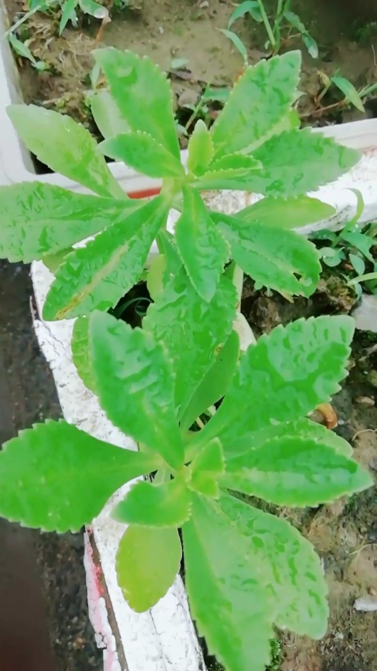 对蚊虫叮咬有消炎止痒的功效!效果很好!