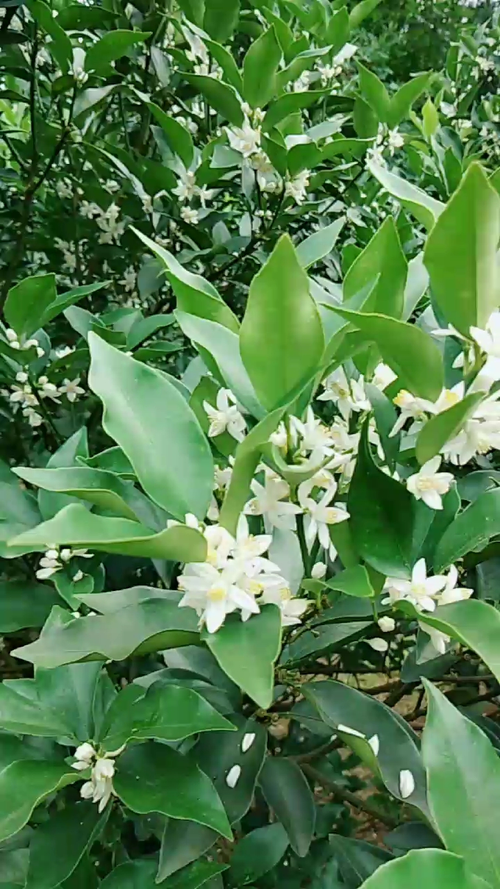 金橘花开了,要打虫,保花,灭菌.不然没卖相