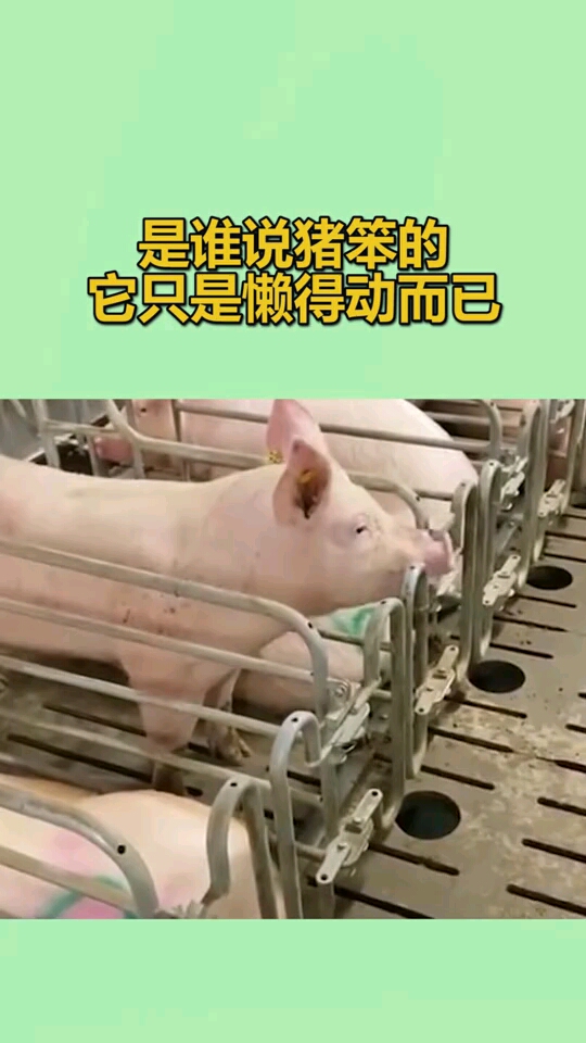 是谁说猪笨的它只是懒得动而已