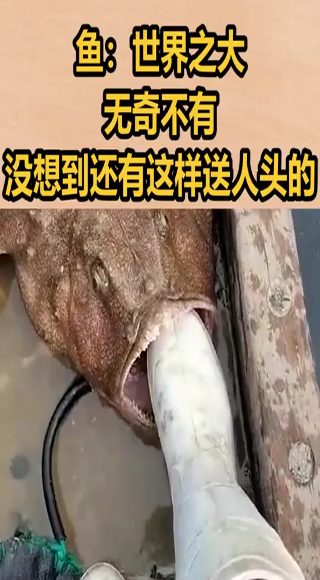 鱼世界之大无奇不有没想到还有这样送人头的