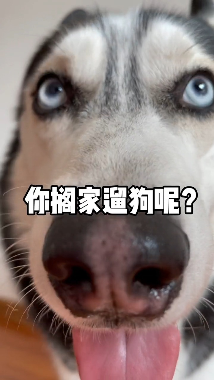 我家萌宠成精了可鲁可鸭已经是一只成熟的狗子了不仅要随叫随到不拆家