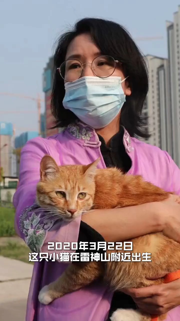 雷神山流浪小奶猫一年后成胖橘!网友:标准结局