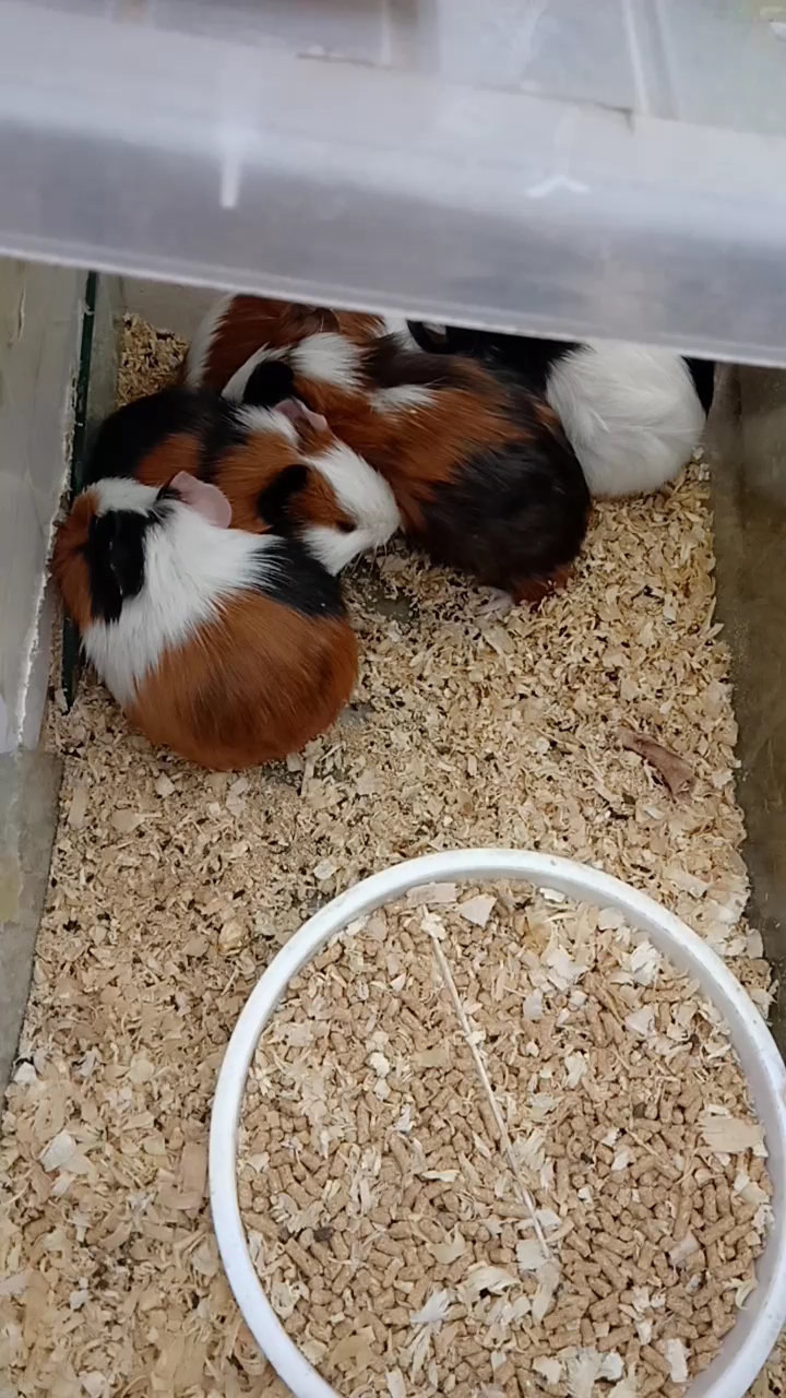 老板说这是荷兰猪,明明是大的仓鼠嘛