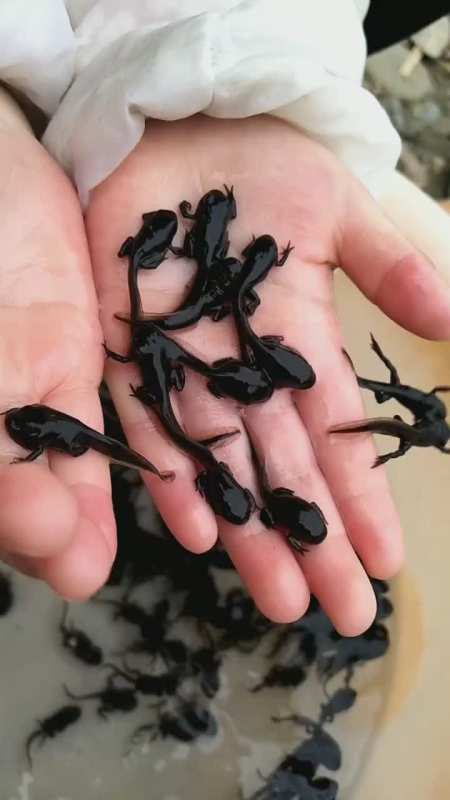 有谁玩过小蝌蚪呢已经长出四条腿了可以跳跃了