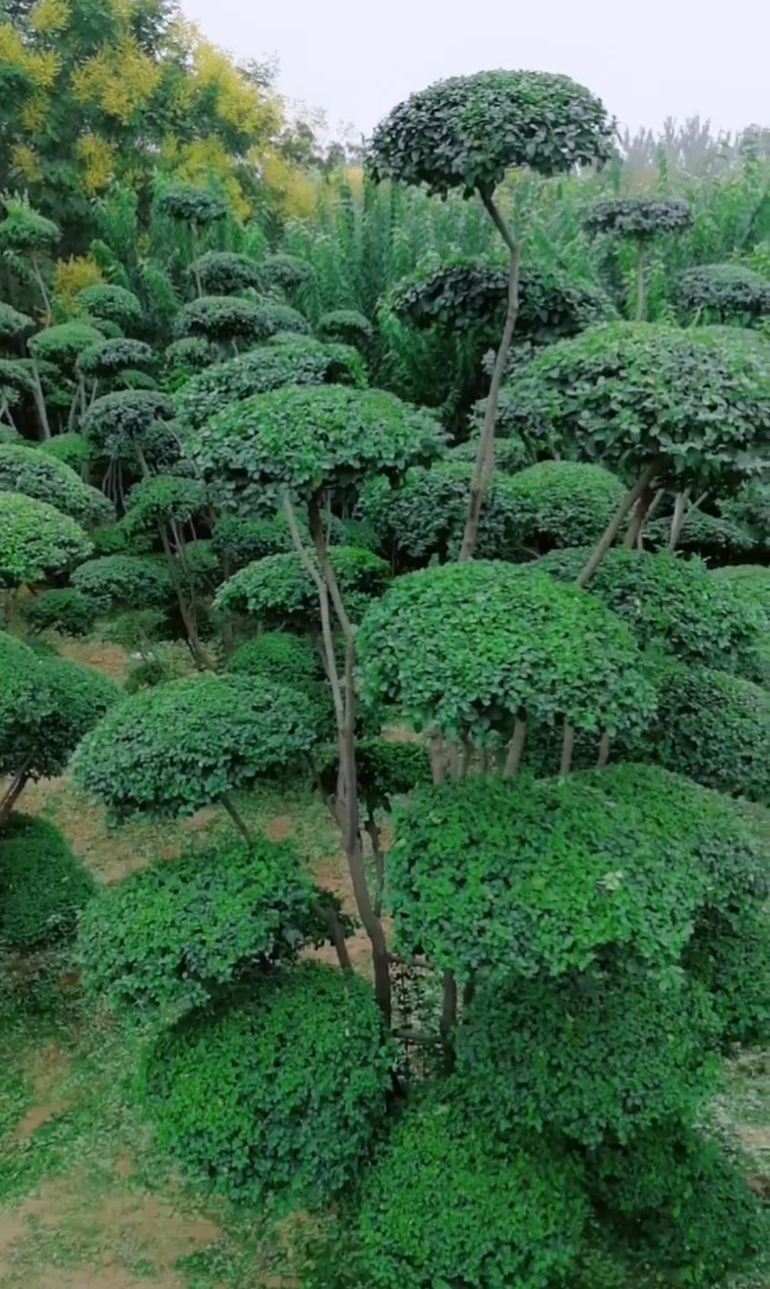 我要上热门#小叶女贞造型树修剪中