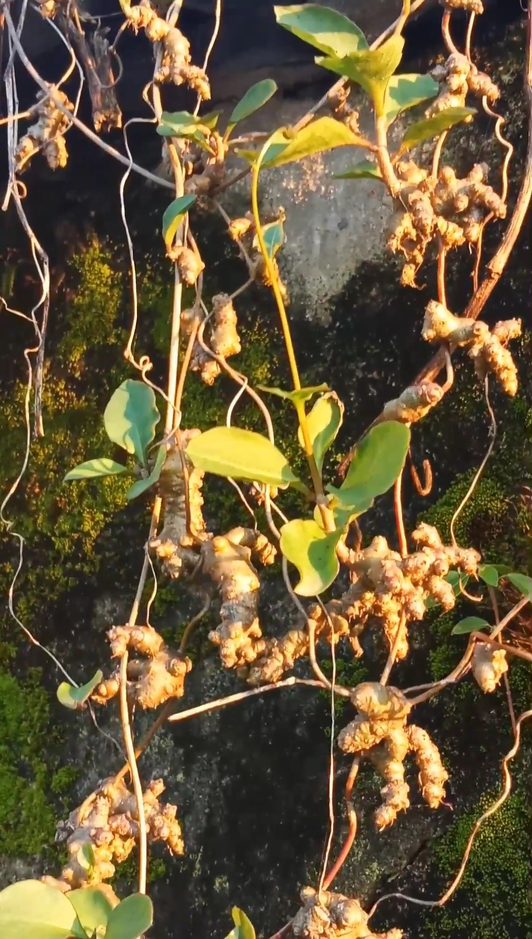 百年老屋出奇果!有认识这藤上是什么果吗?