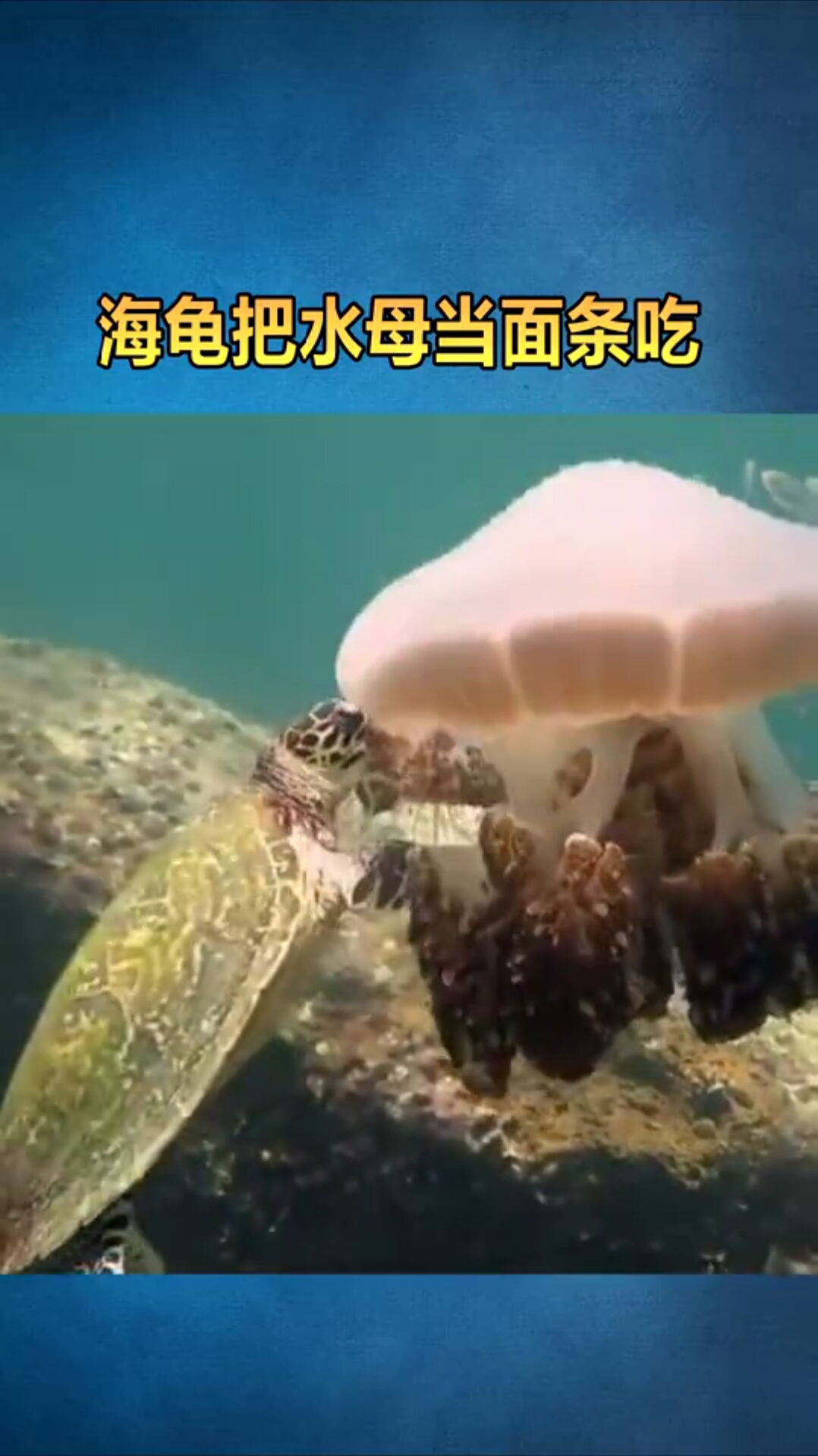 海龟把水母当面条吃不怕有毒吗