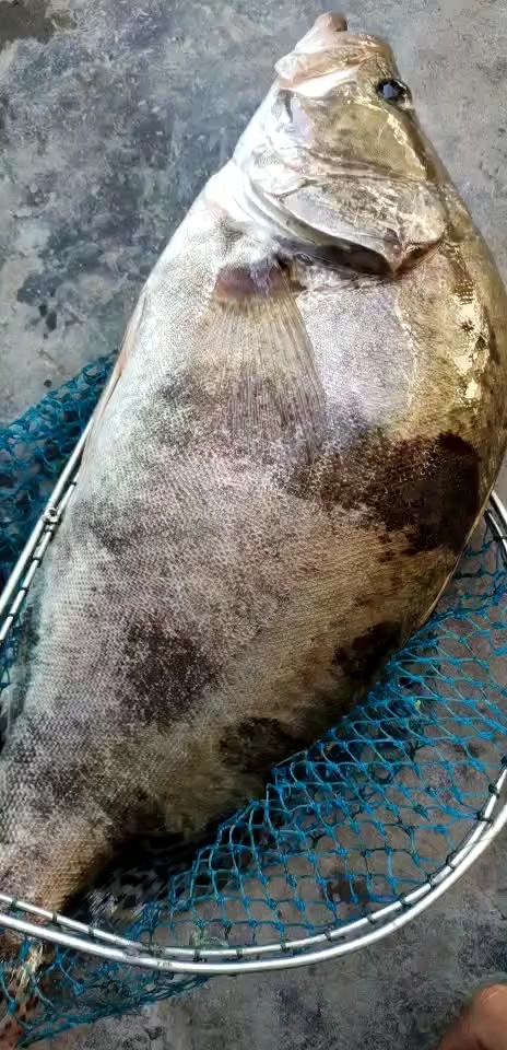 野生大桂鱼,是不是心动了