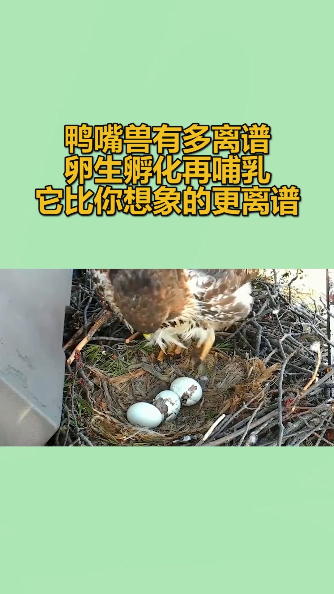 鸭嘴兽胎生图片