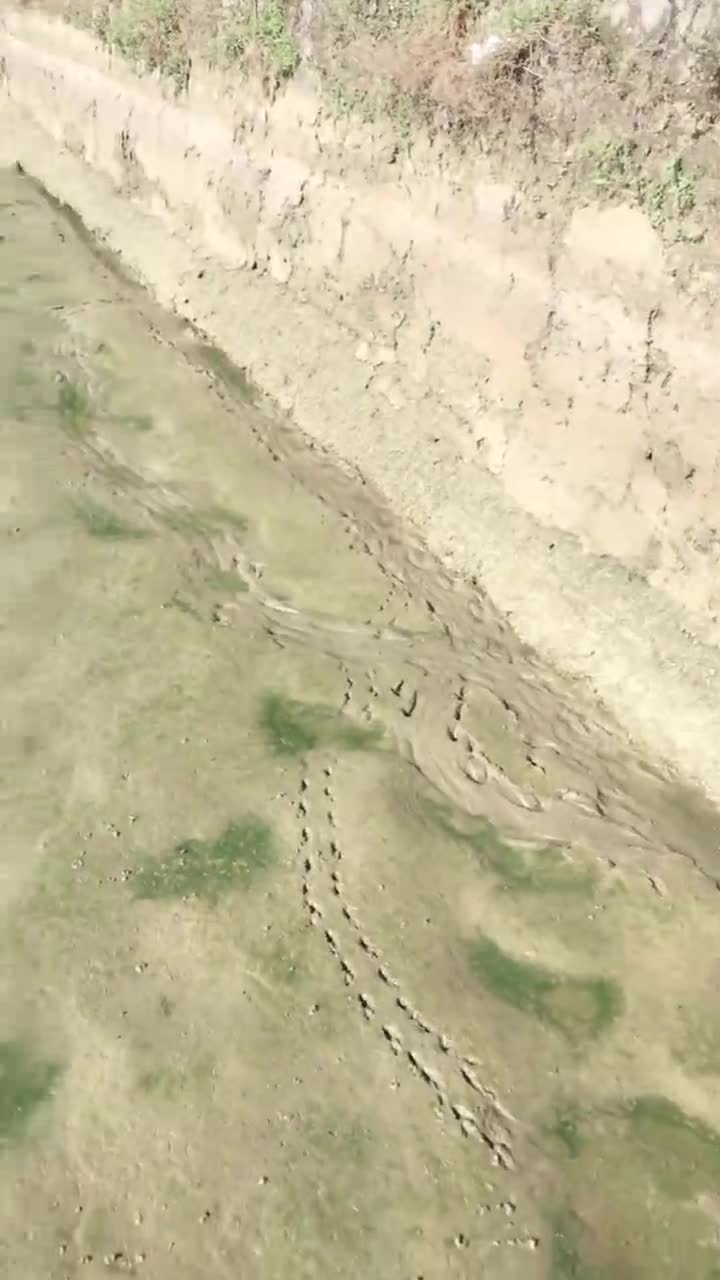 顺着甲鱼的脚印踩到了一个甲鱼,这货漂亮有趣