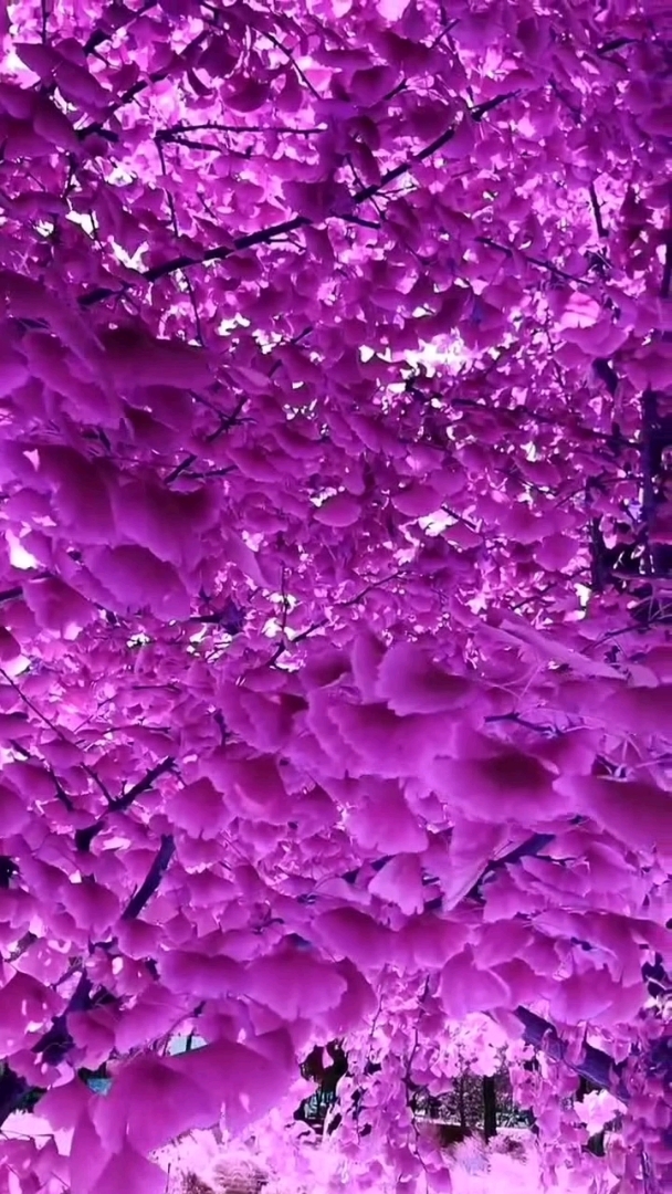 紫色的花海,美的不像话