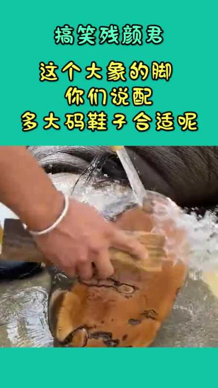 17万#我要上热门#2673#搞笑段子剧#动物界的奇葩长相225#仓鼠