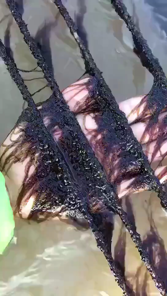 我叫紫菜,在海里是这样生长的.