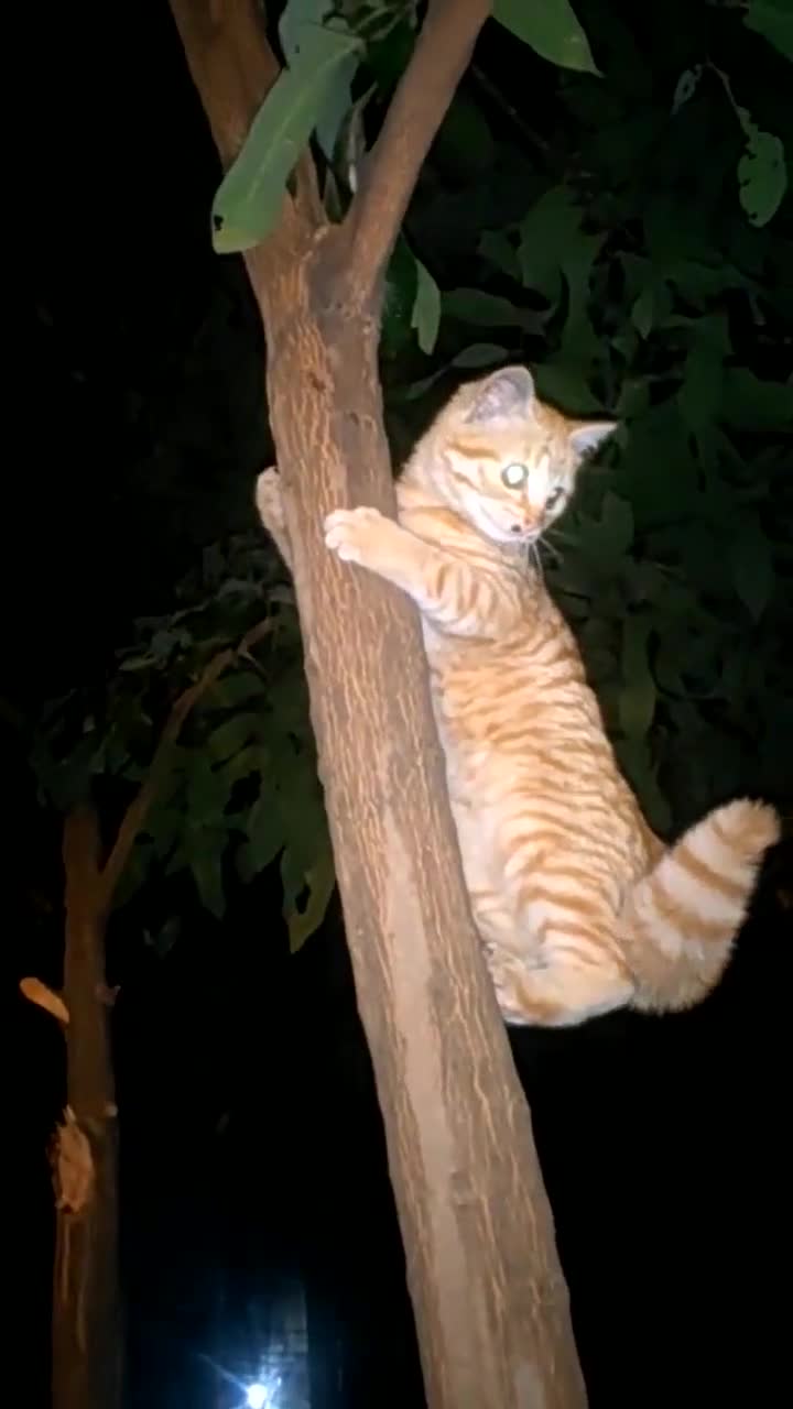 猫咪好调皮呀,半夜都还在爬树!