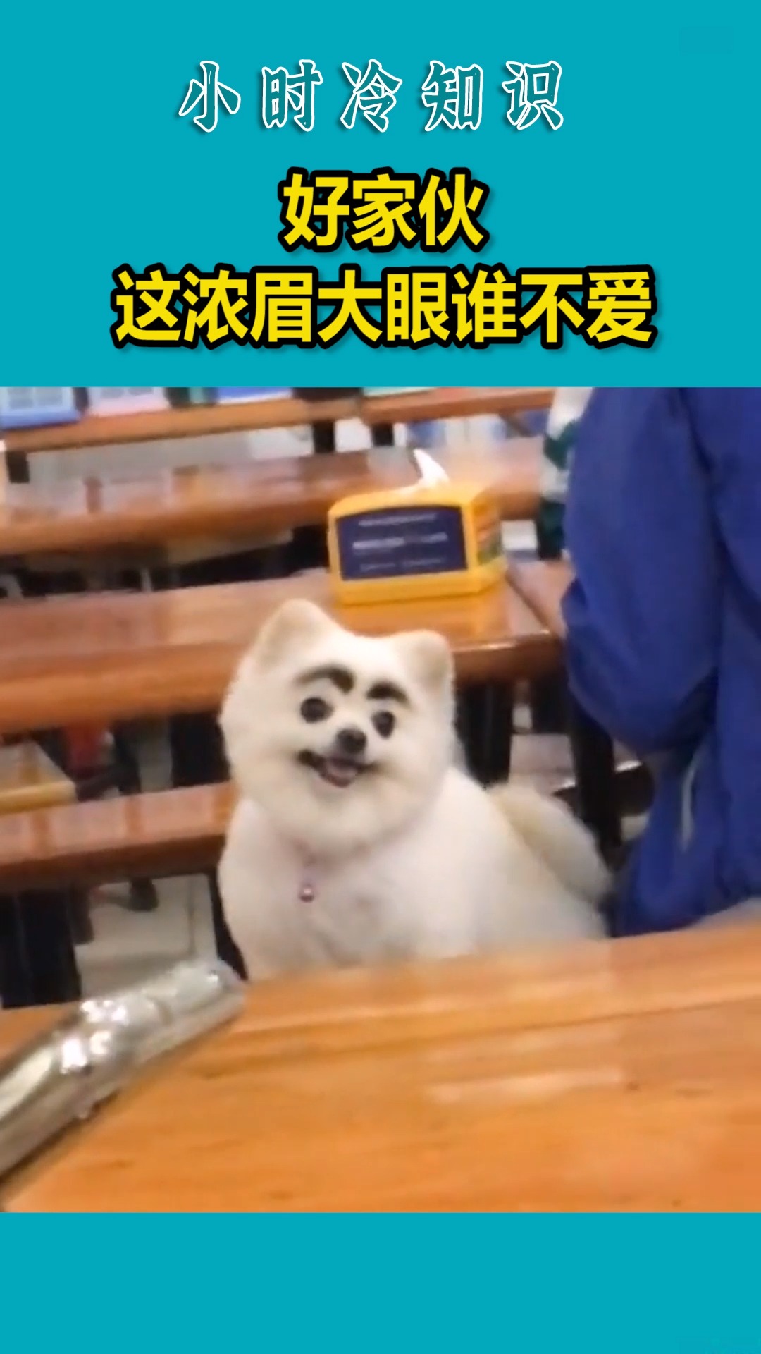 搞笑萌宠#好家伙,这浓眉大眼谁不爱