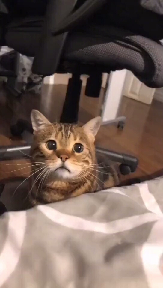 搞笑萌宠#小心翼翼,委屈巴巴的眼神