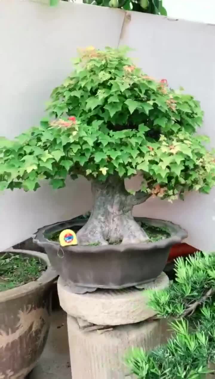 超霸气的三角枫盆景,就这样造型的形状,非常有艺术感