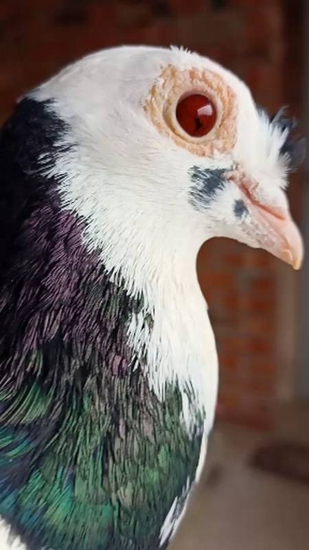 大红眼高飞鸽#本土大红眼高飞鸽-度小视