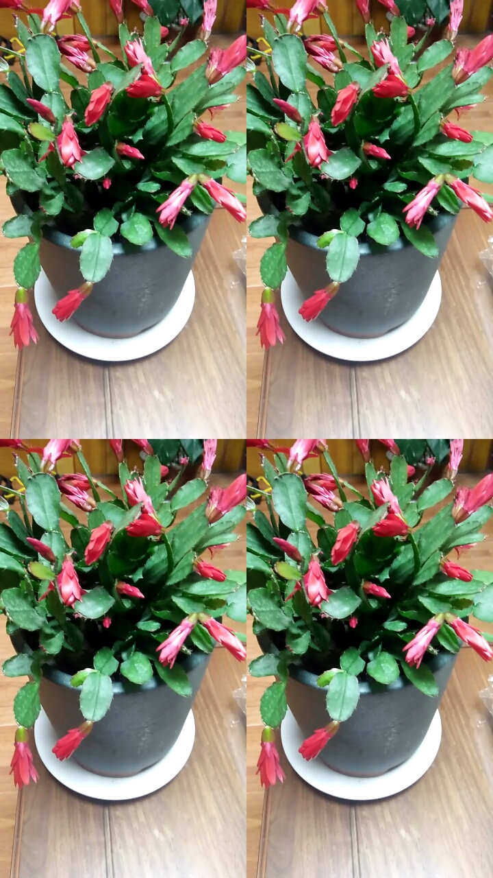 有看成蟹爪兰的吗?