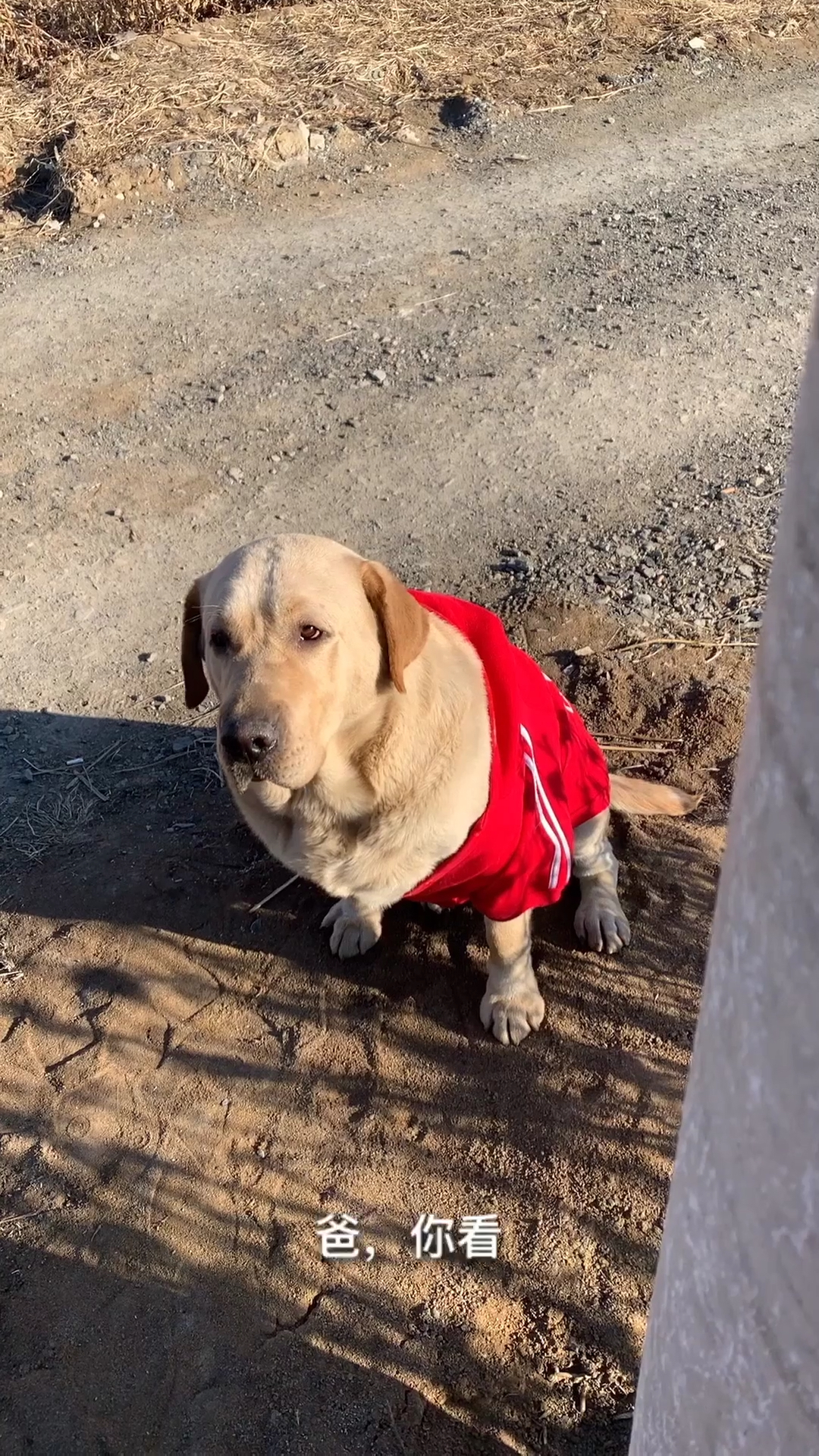 路虎爸,你都经历过什么?