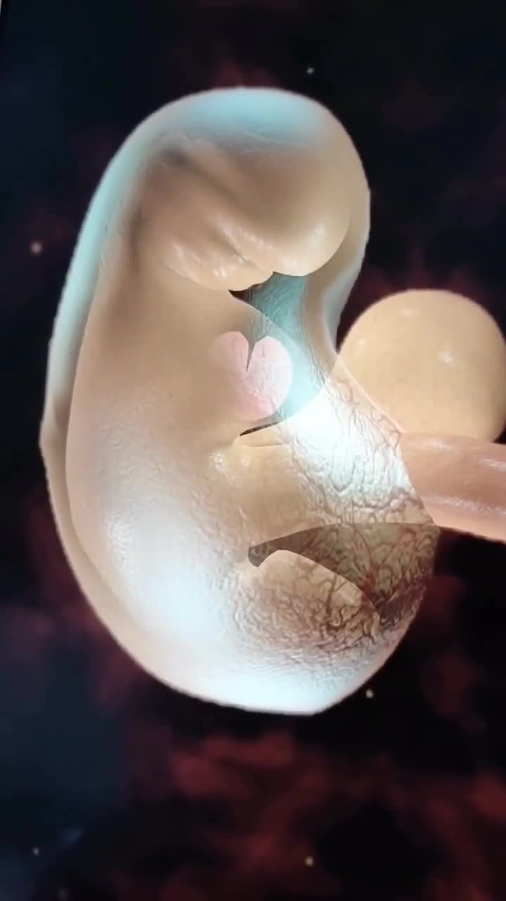 5周大的胎儿图片图片