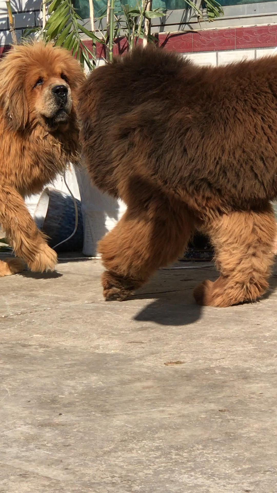 黄獒:哎妈呀 我以为你要干我