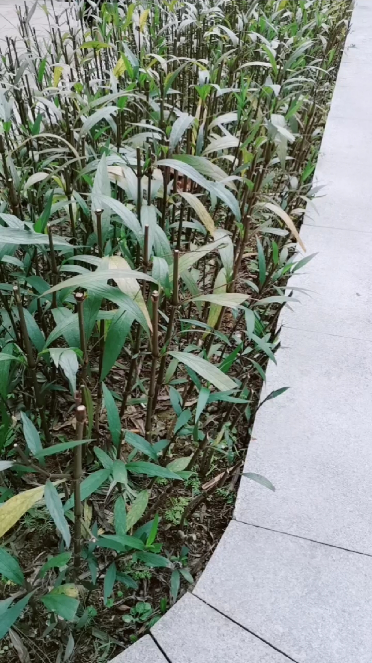 修剪了几天的翠芦莉.