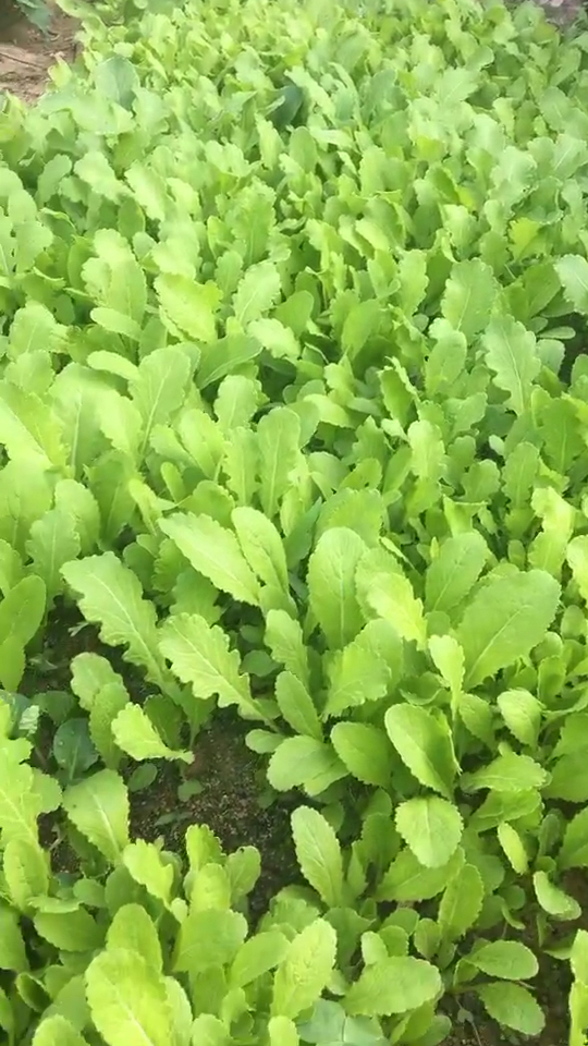 纯绿色食物,无公害农产品,无污染蔬菜