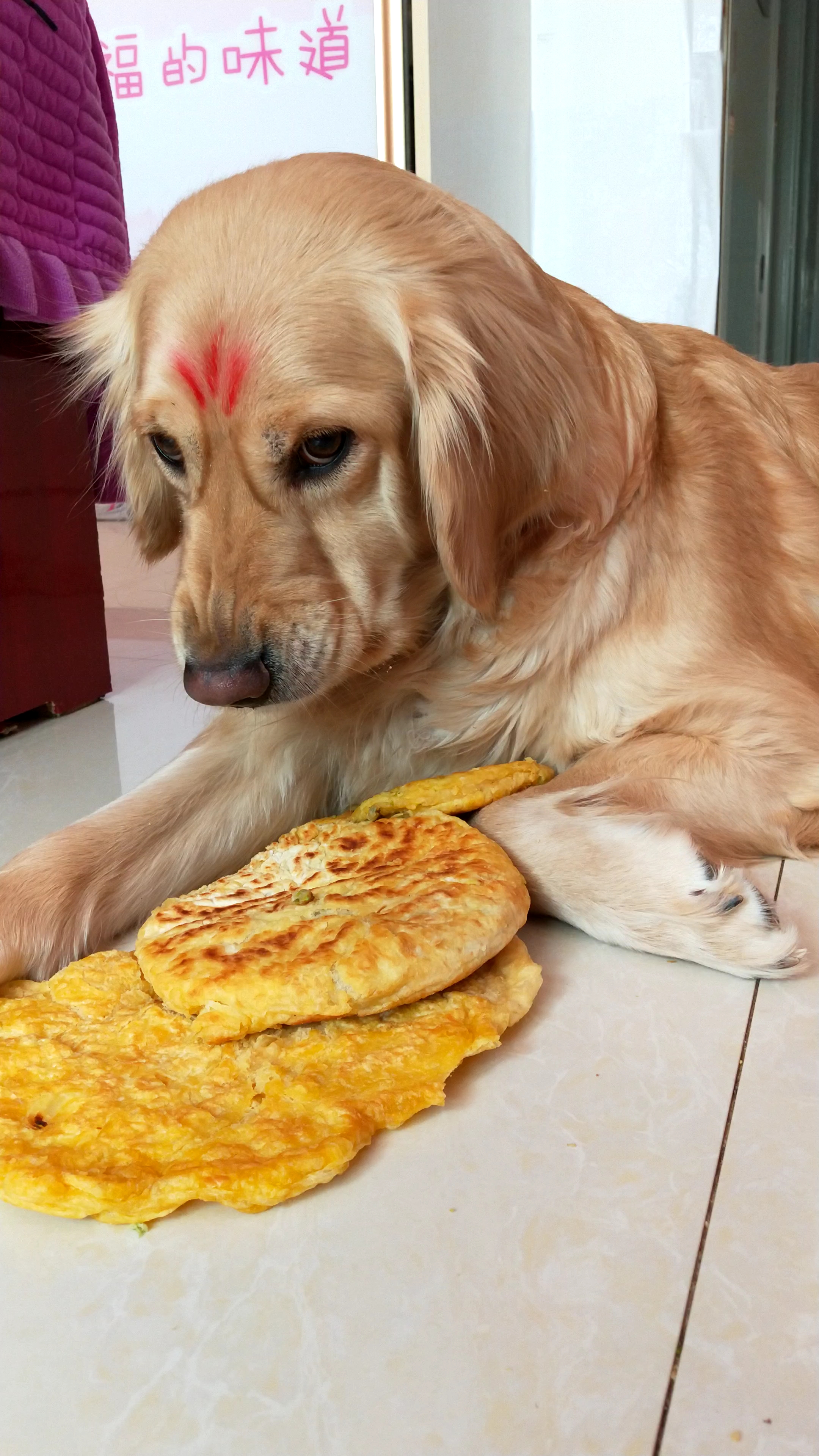 玉米面大饼子!金毛当猪养