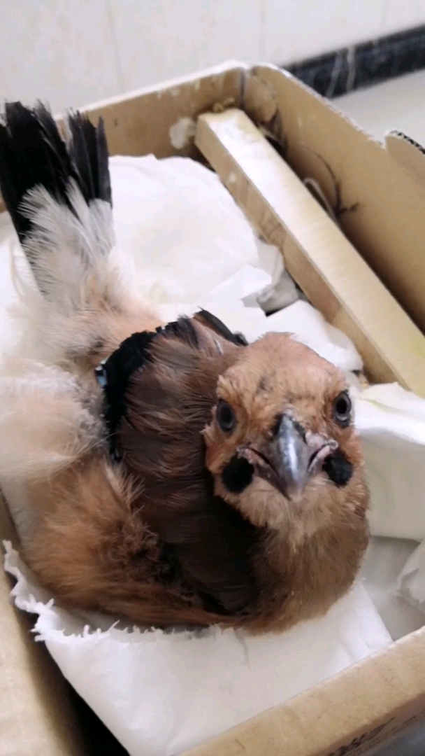 这鸟是热了还是饿了?