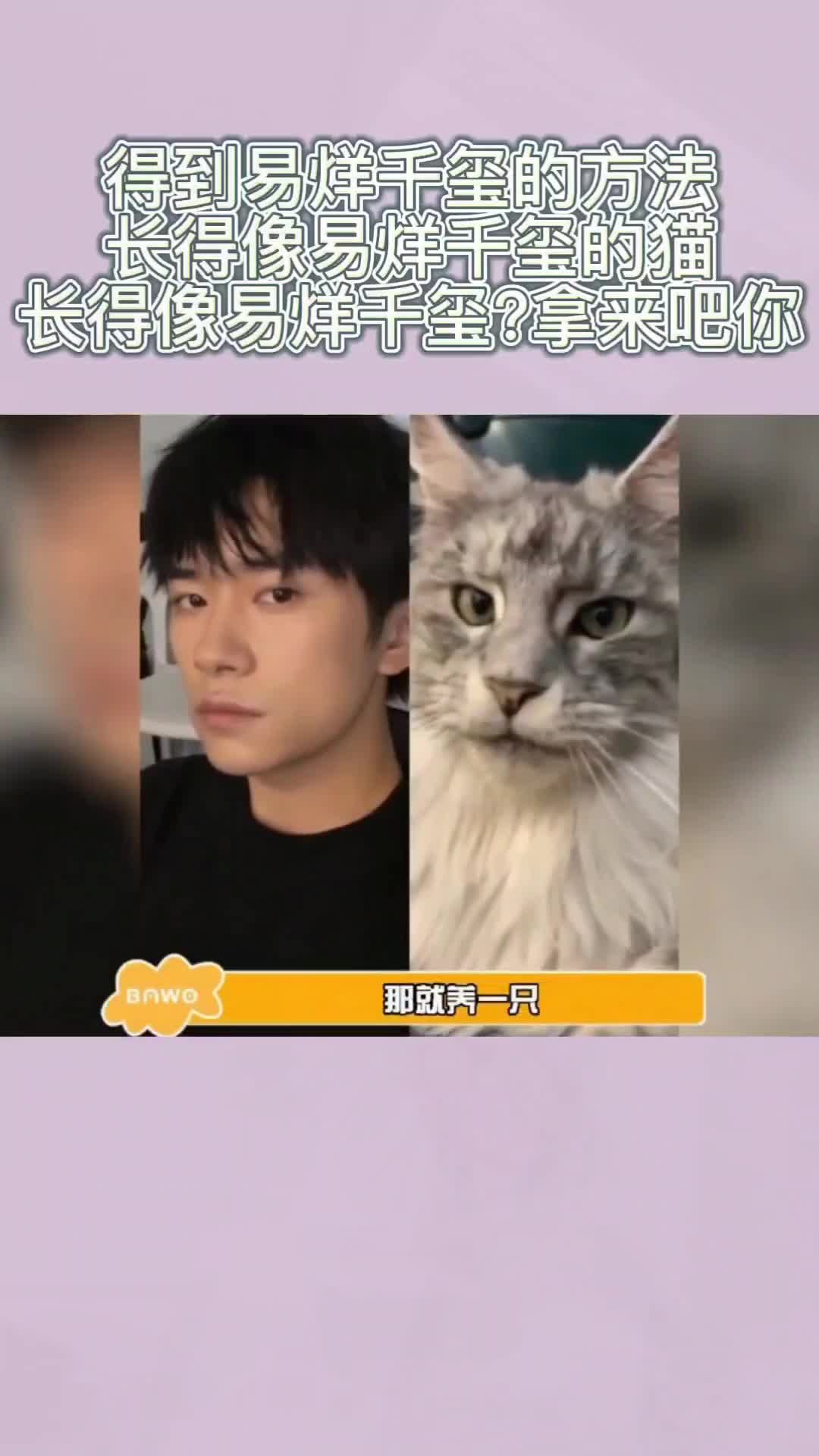 得到易烊千玺的方法拥有一只长得像易烊千玺的猫拿来吧你