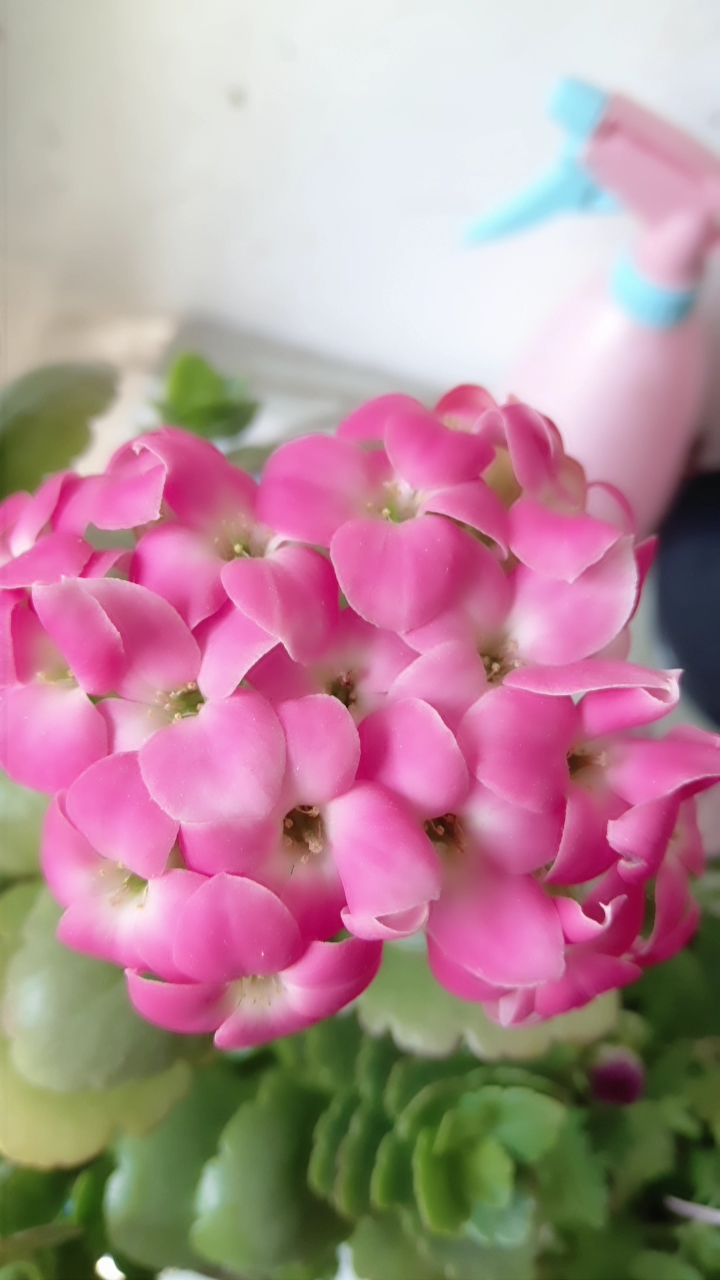 好可爱的小花花.