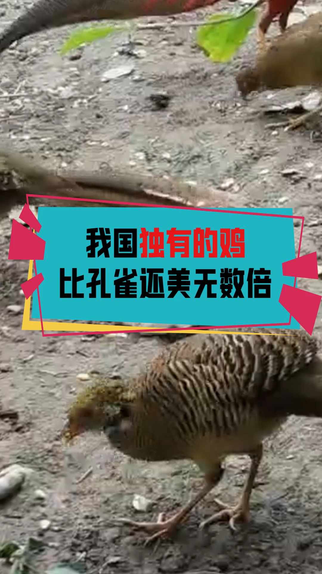 奇闻趣事抢先看#我国独有的鸡比孔雀还美无数倍