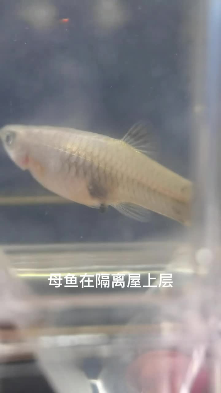 孔雀鱼母鱼是怎么样生下鱼的