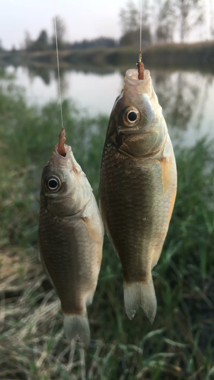 野钓鲫鱼爆护法则.你懂几条