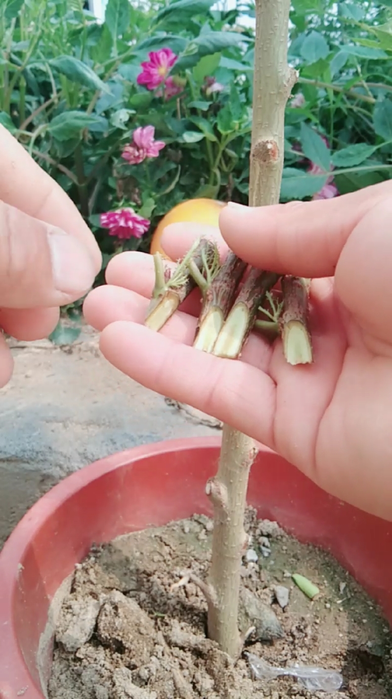 劳动最光荣#嫁接大樱珠技术