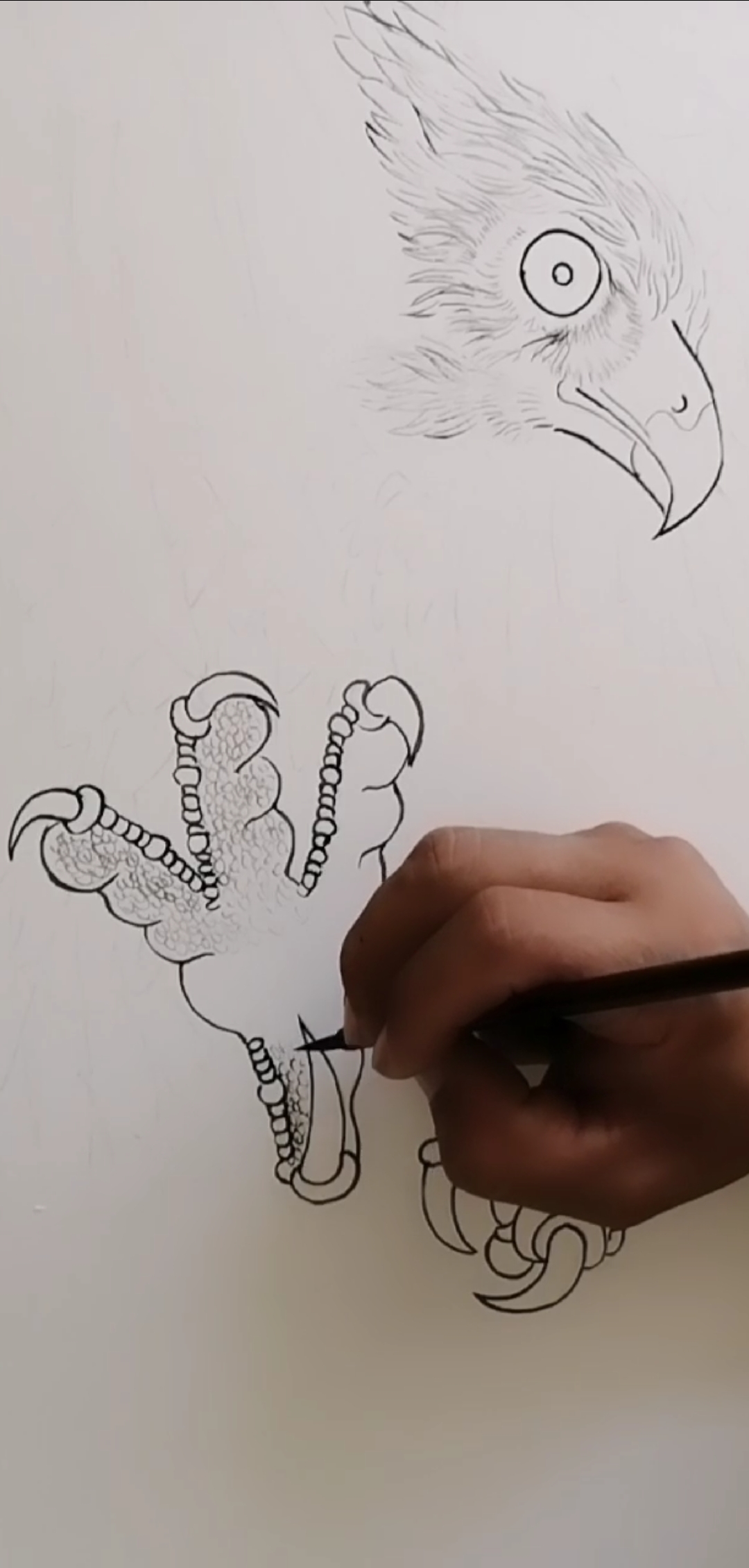 耕耘就有收获#鹰爪的画法