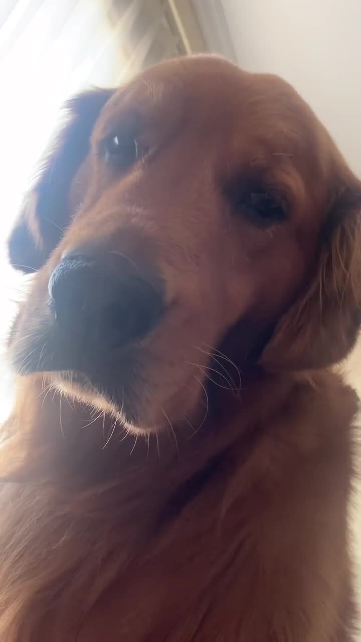 当你早晨一睁眼一只大狗头就这样默默的看着你,石头"好意思你就睡"我