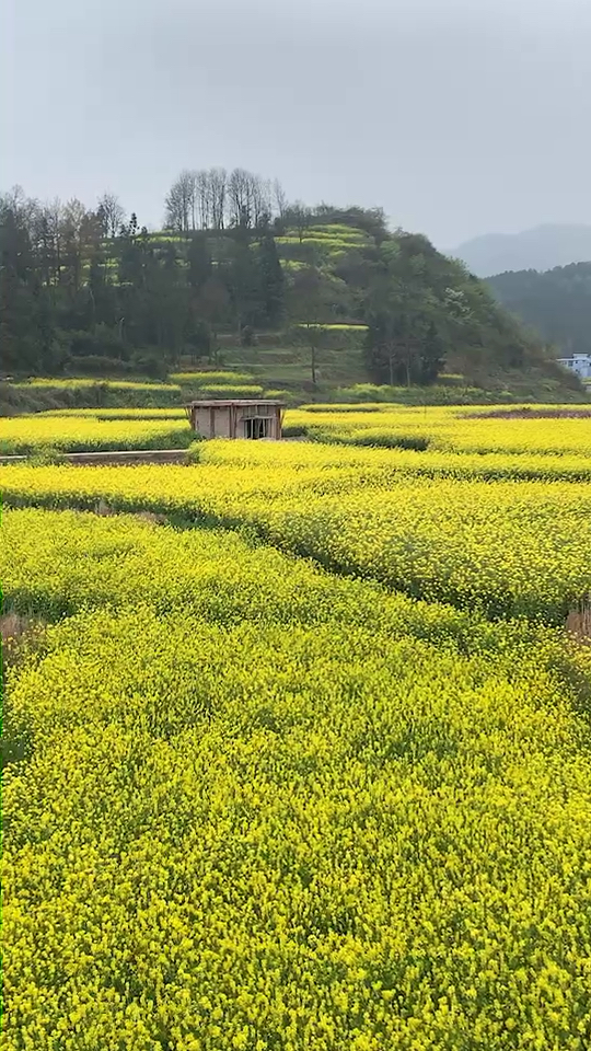漫山遍野的油菜花,好美