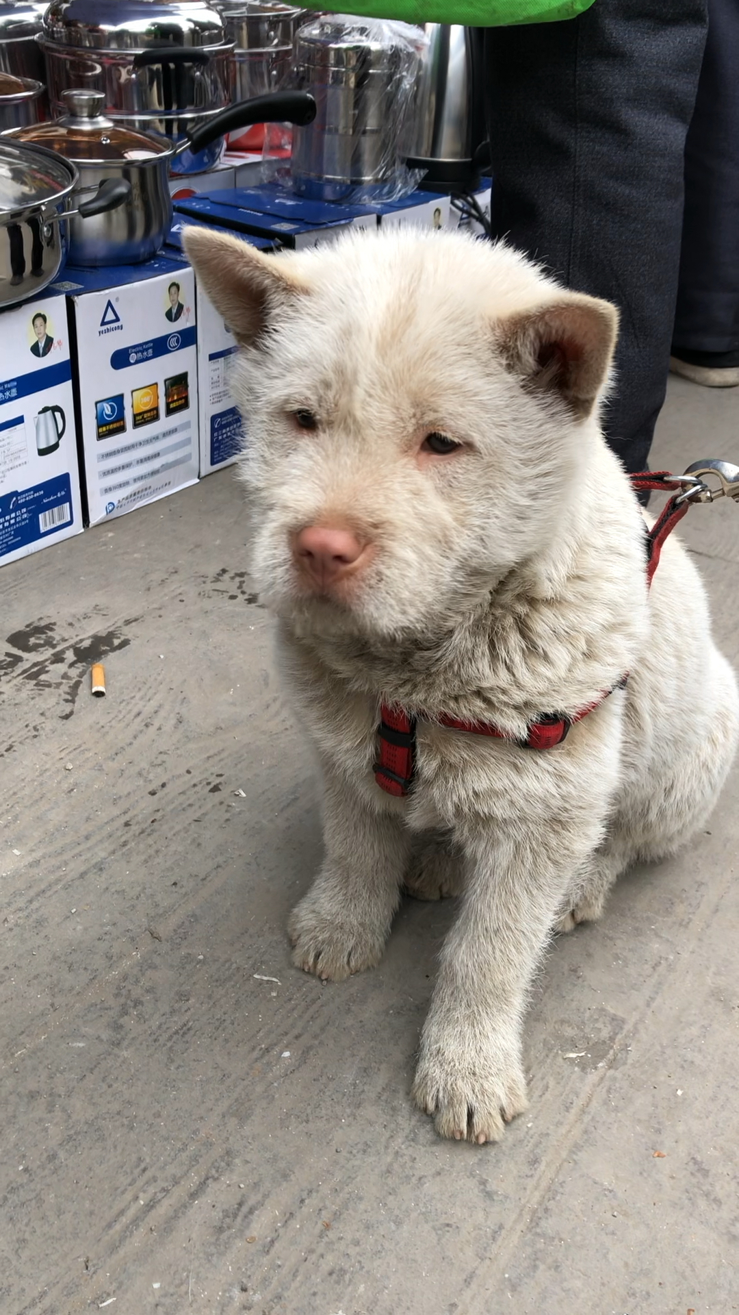 大头下司犬小狗被爸爸卖了不开心