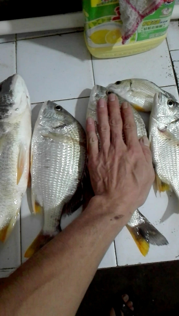 五条黄雕,估计有五斤